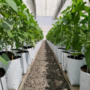 خرید نایلون گروبگ